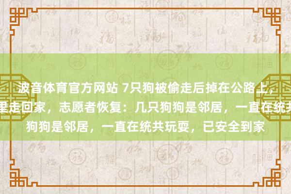 波音体育官方网站 7只狗被偷走后掉在公路上，合伙而行跳跃17公里走回家，志愿者恢复：几只狗狗是邻居，一直在统共玩耍，已安全到家