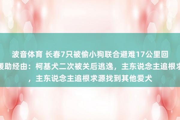 波音体育 长春7只被偷小狗联合避难17公里回家，志愿者叙述援助经由：柯基犬二次被关后逃逸，主东说念主追根求源找到其他爱犬
